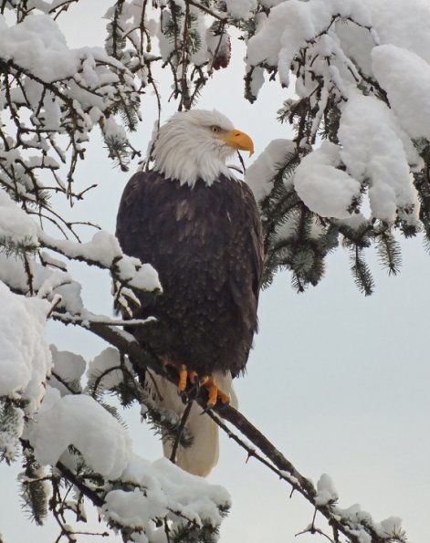 bald-eagle-in-the-snow