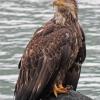 bald-eagle-iso-100-1-40-sec-hand-held-1-000-mm-p510