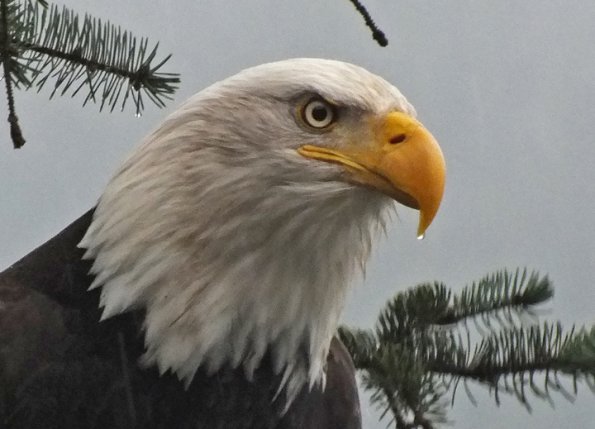 bald-eagle-iso-800-rain