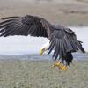 bald-eagle-landing