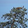 bald-eagle-nest-with-young-pack-creek