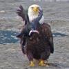 bald-eagle-northwestern-crow-and-pacific-sand-lance