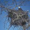 bald-eagle-on-nest-tanana-river