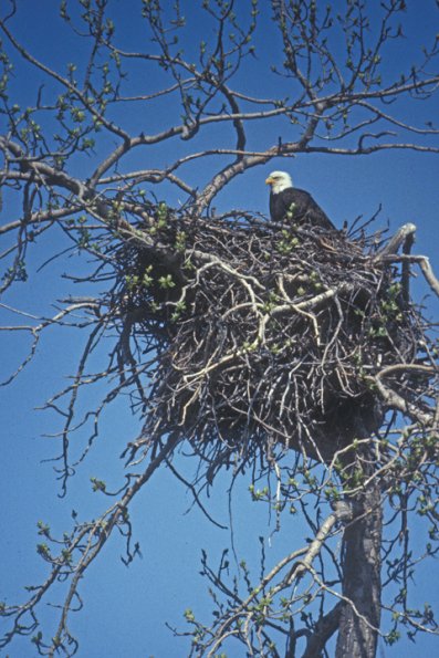 bald-eagle-on-nest-tanana-river