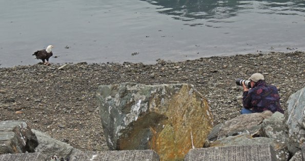 bald-eagle-photographer-too-close-1