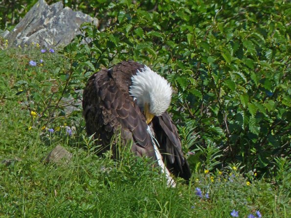 bald-eagle-preening-in-the-alpine