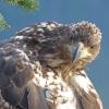 bald-eagle-probably-2nd-year