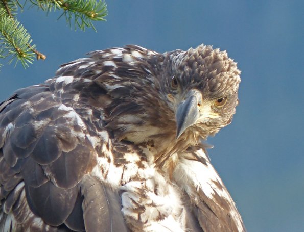 bald-eagle-probably-2nd-year