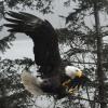 bald-eagle-ready-to-pounce-on-prey