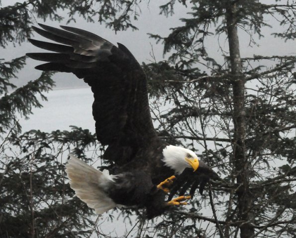 bald-eagle-ready-to-pounce-on-prey