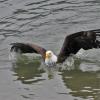 bald-eagle-swimming