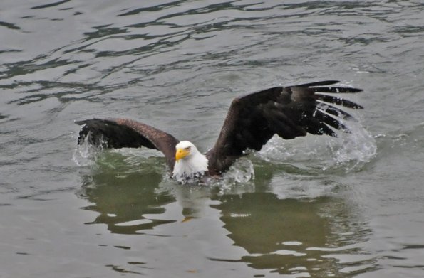 bald-eagle-swimming