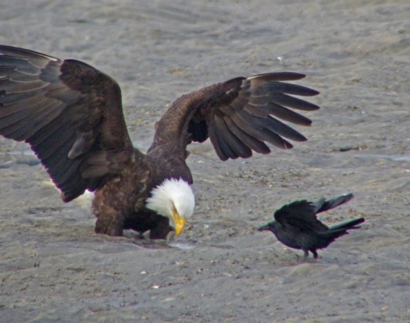 bald-eagle-takes-sand-lance-from-crow