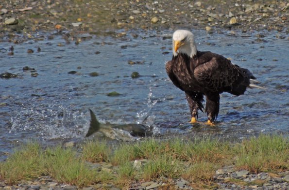 bald-eagle-watching-a-chum-salmon