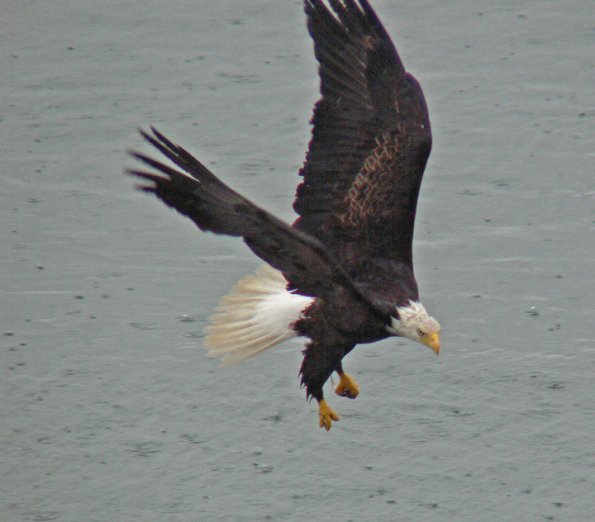 bald-eagle-with-sandlance