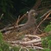 bald-eagle-youngster-at-nest-june-13