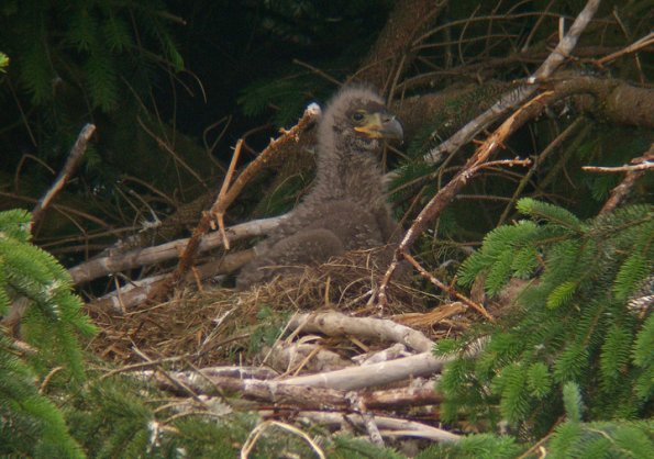 bald-eagle-youngster-at-nest-june-13