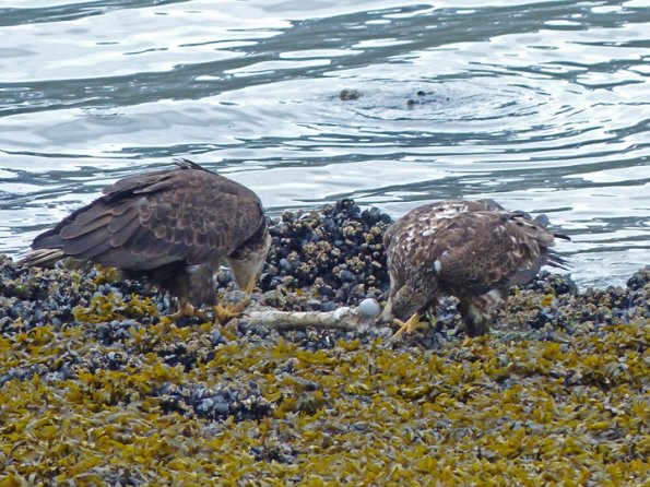 bald-eagles-adult-and-immature-feeding