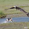 bald-eagles-being-chased-by-a-dog