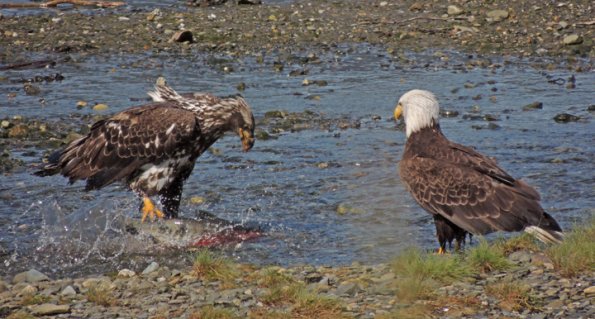 bald-eagles-immature-left-with-chum-salmon