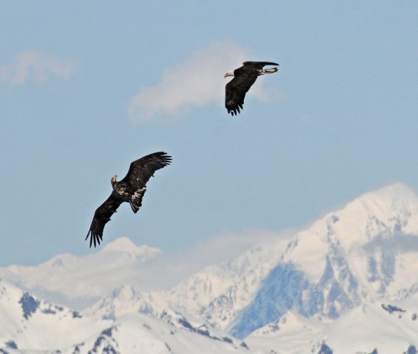 bald-eagles-interacting-yakutat