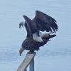 bald-eagles-mating