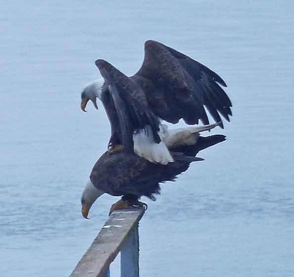 bald-eagles-mating