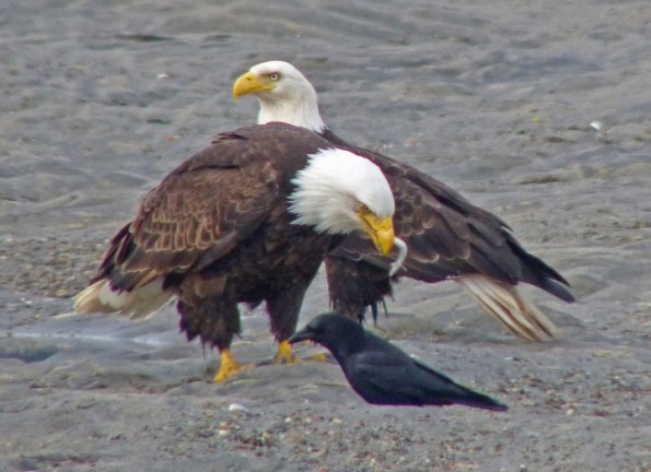 bald-eagles-northwestern-crow-pacific-sand-lance