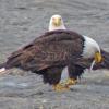 bald-eagles-with-sand-lance