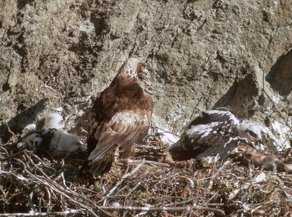 golden-eagle-at-nest-with-young