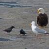 herring-gull-crow-and-eagle-looking-for-sand-lance