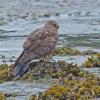 northern-harrier-female-glacier-bay-n.p.