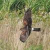northern-harrier-female-hunting