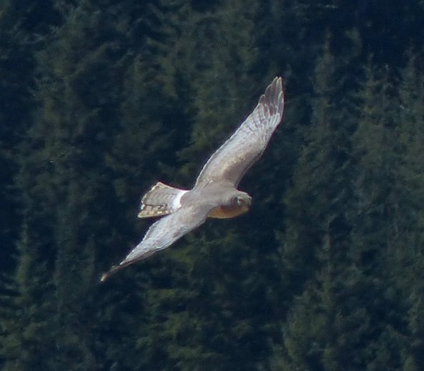 northern-harrier-male-in-flight-1