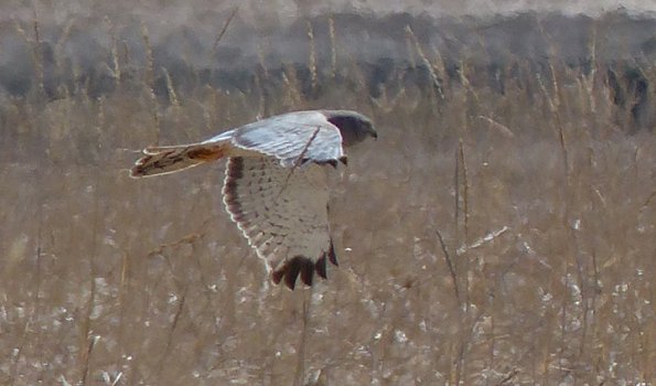 northern-harrier-male-in-flight-2