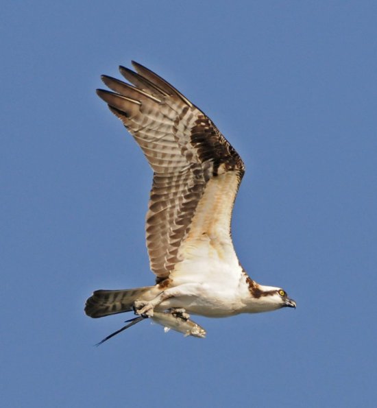 osprey-with-fish