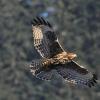red-tailed-hawk-harlan-s-form