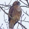 red-tailed-hawk-temsco-nov.-20-2013