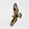 rough-legged-hawk-light-phase