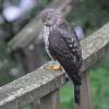 sharp-shinned-hawk-immature