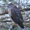sharp-shinned-hawk-immature_1317922635