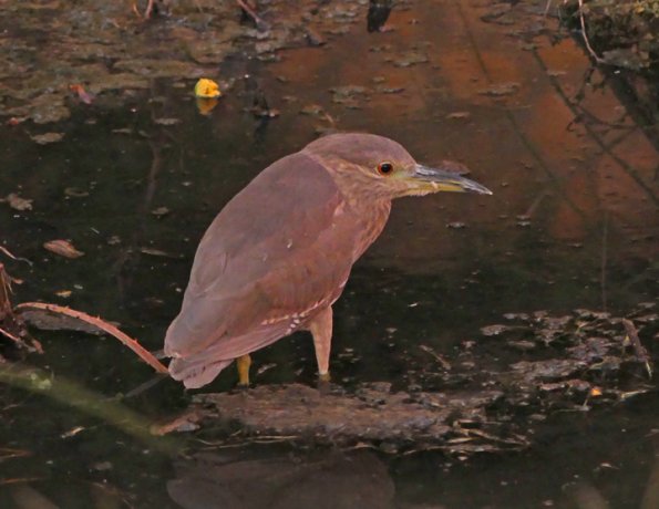 Black-crowned-Night-Heron-2