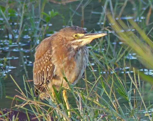 Black-crowned-Night-Heron-two-2
