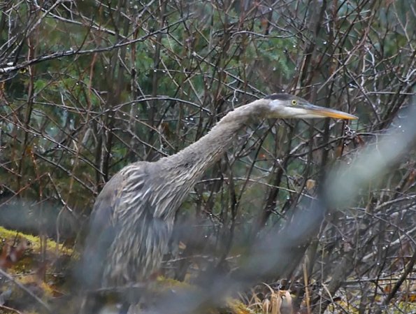 Great-Blue-Heron-peering