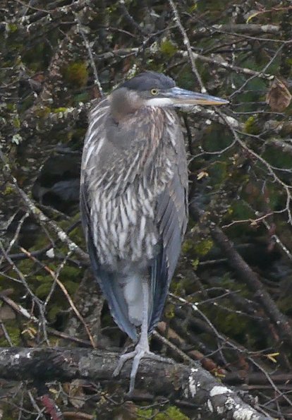 Great-Blue-Heron-standing-on-branch-grab-frame