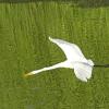 Great-Egret-2