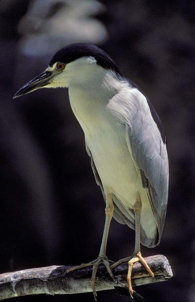 black-crowned-night-heron