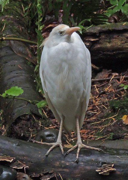 cattle-egret