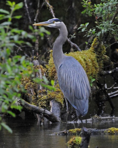 great-blue-heron-adult-portrait