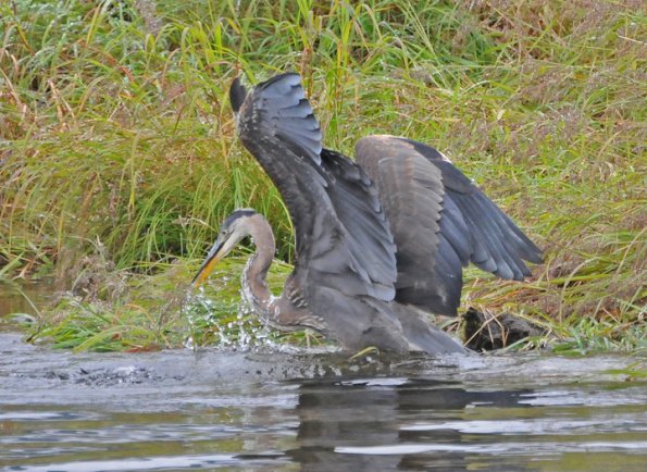 great-blue-heron-after-fish